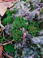 moss on stone