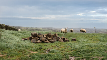 Stone blocks and sheeps on the field. Landscape of the Peak District National Park. United Kingdom. 