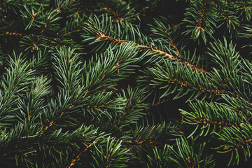 Christmas tree, branches. Christmas, New Year. Wallpaper. Flat lay, top view