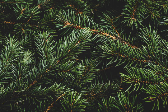 Christmas tree, branches. Christmas, New Year. Wallpaper. Flat lay, top view