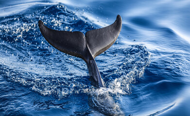 dolphin tail on the sea surface © serikbaib
