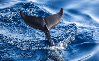 Meubelstickers dolphin tail on the sea surface © serikbaib