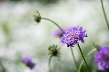 Purple Scabiosa Flower