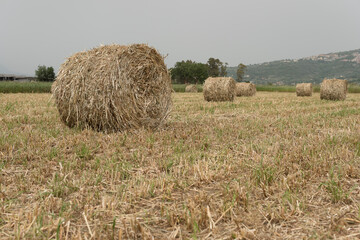 A shredded fodder field. Wheel.