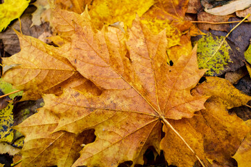 background of fallen autumn leaves
