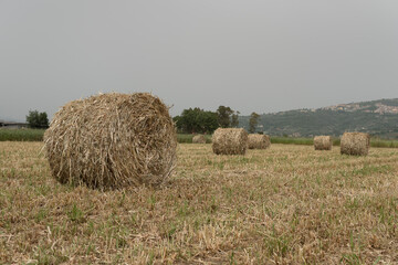A shredded fodder field. Wheel.