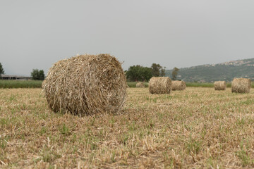 A shredded fodder field. Wheel.