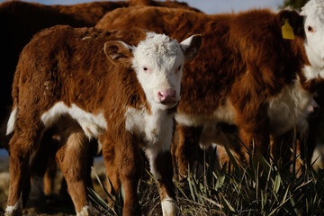 Hereford calf in herd on farm close up during Texas winter. © ccestep8