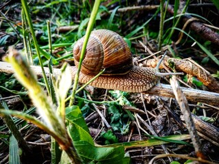 snail on a tree