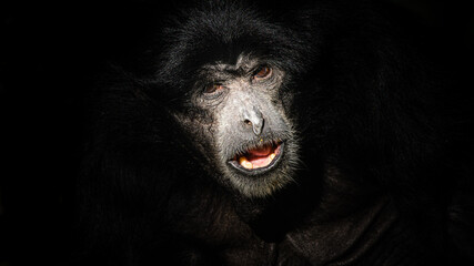 tier, wild lebende tiere, säugetier, black, wild, baby, natur, gibbon, gesicht