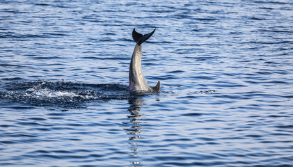 dolphin tail on the sea surface © serikbaib