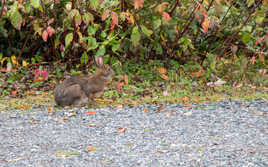 Bunny rabbit at Pukaskwa National Park in Marathon, Ontario, Canada