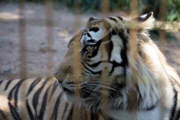closeup of a tiger's face in a cage