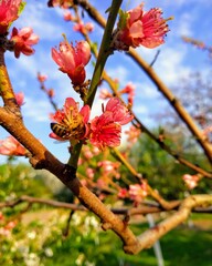 tree blossom