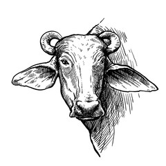 Breeding cattle. head of a water Buffalo. vector sketch on white background - 390484256