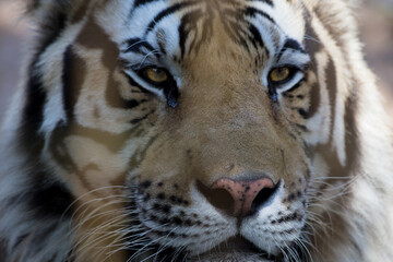 closeup of a tiger's face in a cage