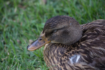 wild duck sleeping on the grass beside a river