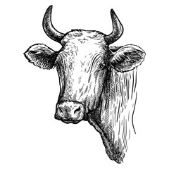 Breeding cattle. head of a Texas longhorn. vector sketch on white background