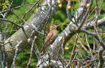 pajaro en el árbol