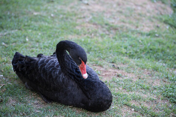 black swan lying on the grass beside a river