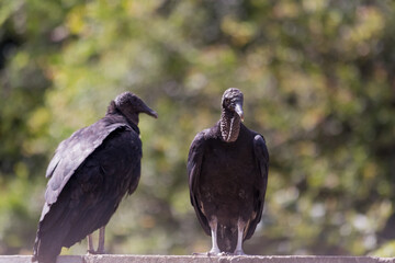 vultures couple on top of a house