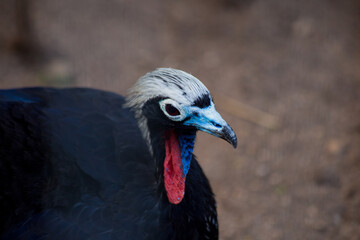 terrestrial bird with black and white colors. red chat and big crest