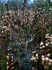 grape vines in the autumn