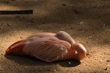 flamingo resting and feeding in captivity. beautiful bird with vibrant colors