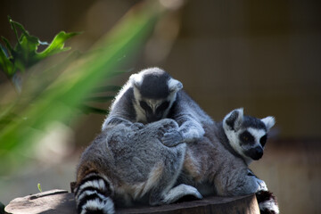 ring-tailed lemur. rare animal in captivity. exotic animal. with space for text