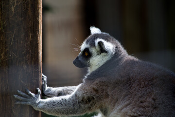 ring-tailed lemur. rare animal in captivity. exotic animal. with space for text