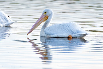 White Pelican swimming alone along the reflective pond surface to the right as sunrise illuminates the water.