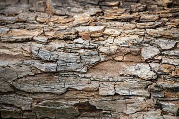 photo of tree texture, showing tree bark. wavy textures and strong colors. background for texts