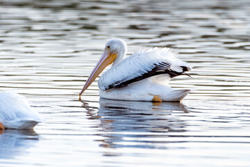 White Pelican with black tipped wings swimming along the reflective pond surface to the right as sunrise illuminates the water.