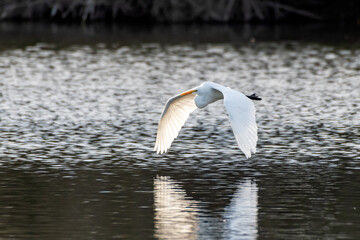 Snow White Egret glides across the pond with wing tips reflection showing on water surface.