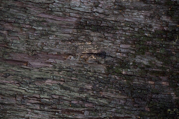 photo of tree texture, showing tree bark. wavy textures and strong colors. background for texts
