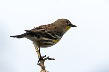 Female Yellow Rumped Warbler clings tightly to tree branch against the bright morning sky.