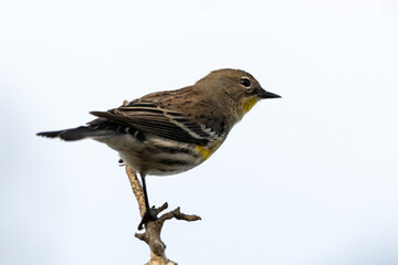 Naklejka premium Female Yellow Rumped Warbler clings tightly to tree branch against the bright morning sky.