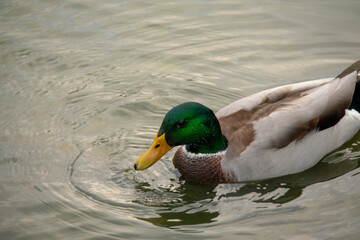 Obraz premium Mallard duck swimming in the water in Lietzensee Charlottenburg Berlin Germany