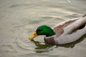 Mallard duck swimming in the water in Lietzensee Charlottenburg Berlin Germany