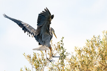 Great Blue Heron spreads huge wingspan wide as he descends to the top branches of the tree for a landing.