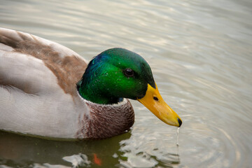 Mallard duck swimming in the water in Lietzensee Charlottenburg Berlin Germany