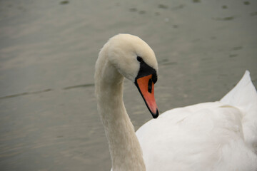 Mute swan swimming in the water in Lietzensee Charlottenburg Berlin Germany
