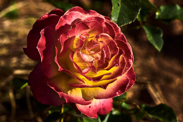Beautiful rose with yellow and red petals, with green leaves, in a field