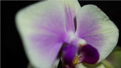 Fototapeta na wymiar close up of a purple orchid