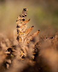 Autumn fern
