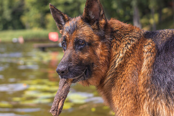 Owczarek niemiecki po kąpieli