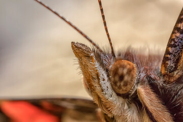 amazing butterfly head, close up
