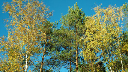 Fototapeta premium large tall trees in the forest against the blue sky and sunset autumn colors