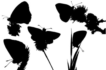5 Silhouetten of a butterfly