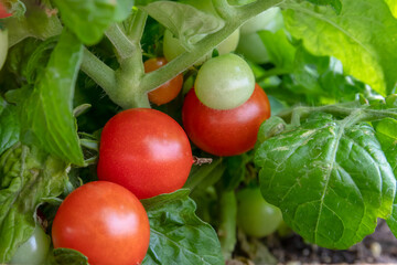 Dwarf tomato plant in a pot, variety Red Robin